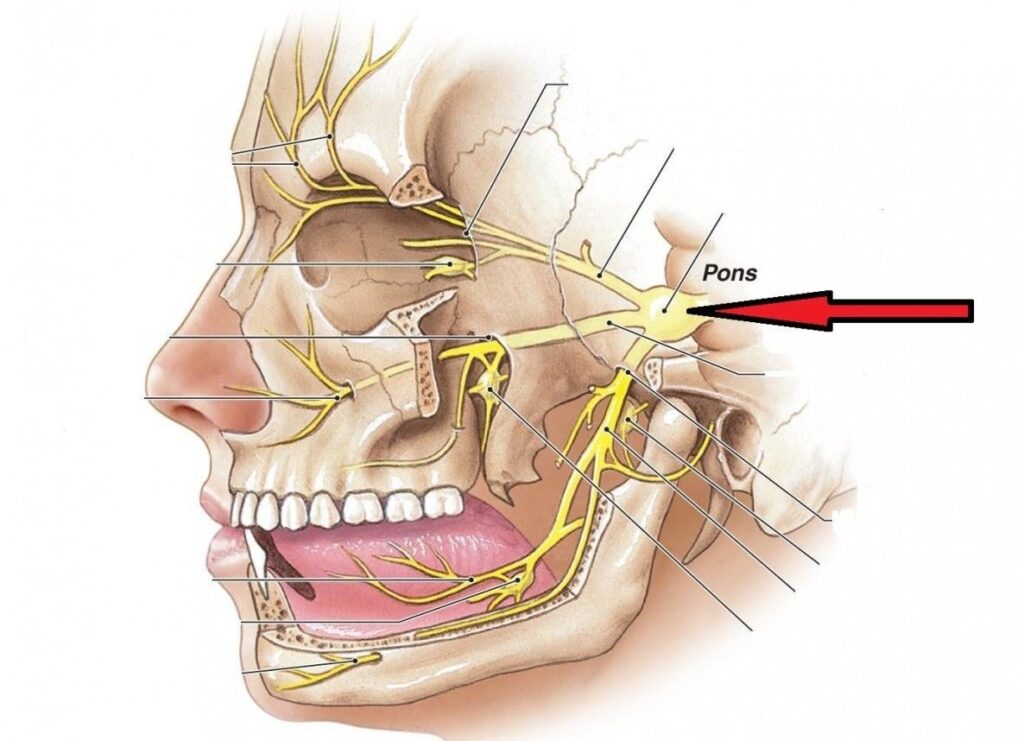 دوره آموزشی تحریک عصب تری ژمینال - مدرسه طب